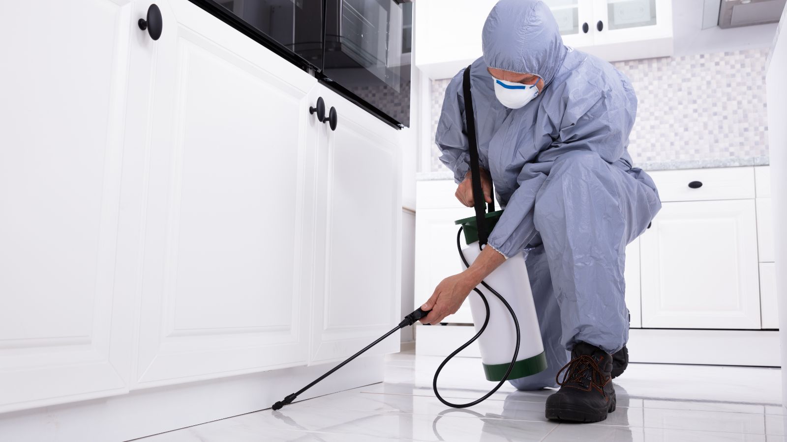 Pest or Insect Problems in Short-Term Rentals: 11 Proactive Measures to Mitigate